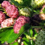 Саженец Шелковица  Розовое кружево в контейнере